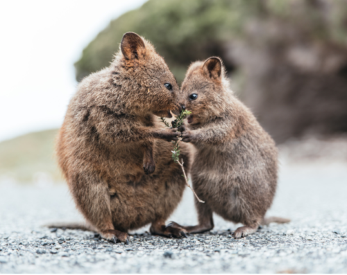 Quokka: The Happiest Animal on Earth